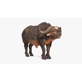 Cape Buffalo African Buffalo with Fur Rigged 3D